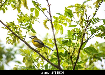 APALIS DALLA GOLA NERA ( Apalis jacksoni) - Serenada Eco Resort - Uganda Foto Stock