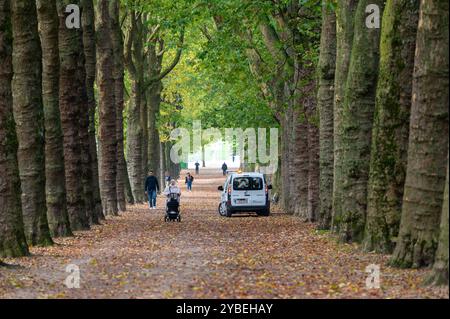 Viale alberato con Platanus o platani in autunno al parco Elisabeth di Koekelberg, regione di Bruxelles-capitale, Belgio, 15 ottobre 2024 Foto Stock