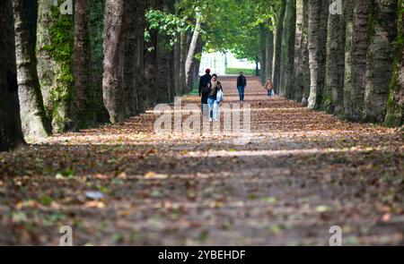 Viale alberato con Platanus o platani in autunno al parco Elisabeth di Koekelberg, regione di Bruxelles-capitale, Belgio, 15 ottobre 2024 Foto Stock