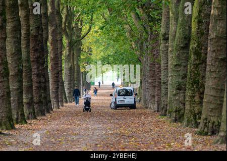 Viale alberato con Platanus o platani in autunno al parco Elisabeth di Koekelberg, regione di Bruxelles-capitale, Belgio, 15 ottobre 2024 Foto Stock