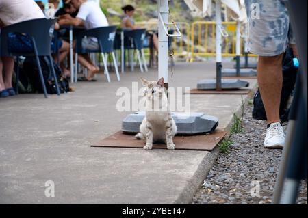 Un gatto rilassato dagli occhi blu seduto accanto a un essere umano in una caffetteria all'aperto a São Vicente Foto Stock