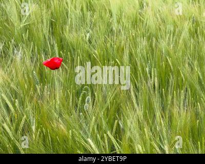 Un unico papavero rosso sulla sinistra dell'immagine in un campo di grano in spagna Foto Stock