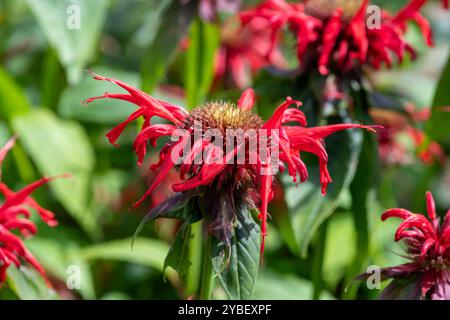 Primo piano di un beebalm cremisi (monarda didyama) in fiore Foto Stock