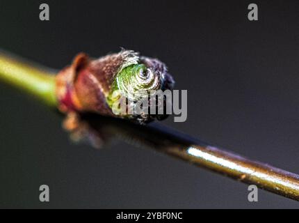 Placentia, California, Stati Uniti. 18 ottobre 2024. La foglia di un acero giapponese si prepara a scoppiare da uno stelo dell'albero. Nonostante l'inizio della caduta, molti colori si possono trovare in un giardino periferico della California meridionale. Le temperature miti stanno dando ad alcune piante una seconda possibilità di fiorire dopo un'estate rovente. (Credit Image: © Bruce Chambers/ZUMA Press Wire) SOLO PER USO EDITORIALE! Non per USO commerciale! Foto Stock