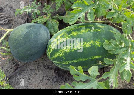 Angurie verdi e verdi scure che crescono sulla vite in un giardino in una giornata di sole. Concetto di giardinaggio biologico e frutta estiva casalinga Foto Stock