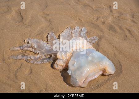 Le meduse si lavavano sulla spiaggia di Rhossili Bay, nella penisola di Gower nel Galles del Sud Foto Stock