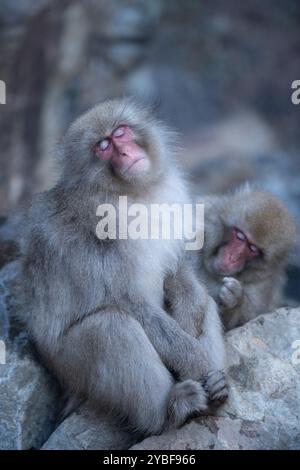 Parco delle scimmie di Jigokudani, Yamanouchi, Nagano, Chubu, Giappone Foto Stock