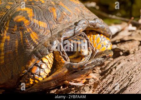 La tartaruga orientale (Terrapene carolina). Una tartaruga di terra che si crogiola in una foresta di querce Foto Stock