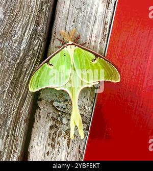 Una luna verde dai colori vivaci è arroccata su una rustica superficie in legno accanto a uno sfondo rosso brillante. La luce naturale mette in risalto la sua delicata funzione Foto Stock
