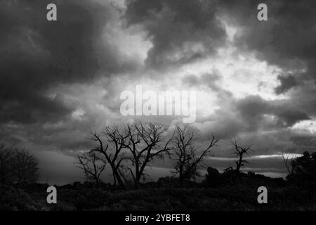 Gli alberi aridi si innalzano contro un cielo spettacolare pieno di nuvole scure, indicando una tempesta imminente in un freddo pomeriggio autunnale in un ambiente rurale. Foto Stock