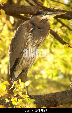 Il magnifico Great Blue Heron si erge alto su un ramo di albero robusto tra uno sfondo di foglie verdi e gialle Foto Stock