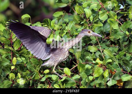 Notte-Heron immaturo con corona gialla (Nyctanassa violacea) arroccato in mezzo alla vegetazione Foto Stock