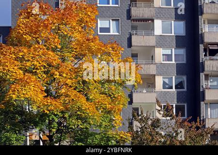 Herbst in der Stadt Laubbäume im dicht bebauten Siedlungsraum, Die im farbigen Laub leuchten Essen Nordrhein-Westfalen Deutschland *** Autunno in città alberi decidui in aree urbane densamente edificate che brillano di fogliame colorato Essen Renania settentrionale-Vestfalia Germania Foto Stock