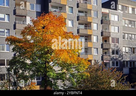 Herbst in der Stadt Laubbäume im dicht bebauten Siedlungsraum, Die im farbigen Laub leuchten Essen Nordrhein-Westfalen Deutschland *** Autunno in città alberi decidui in aree urbane densamente edificate che brillano di fogliame colorato Essen Renania settentrionale-Vestfalia Germania Foto Stock