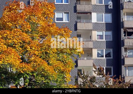 Herbst in der Stadt Laubbäume im dicht bebauten Siedlungsraum, Die im farbigen Laub leuchten Essen Nordrhein-Westfalen Deutschland *** Autunno in città alberi decidui in aree urbane densamente edificate che brillano di fogliame colorato Essen Renania settentrionale-Vestfalia Germania Foto Stock