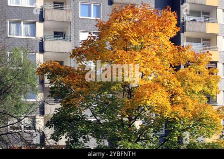 Herbst in der Stadt Laubbäume im dicht bebauten Siedlungsraum, Die im farbigen Laub leuchten Essen Nordrhein-Westfalen Deutschland *** Autunno in città alberi decidui in aree urbane densamente edificate che brillano di fogliame colorato Essen Renania settentrionale-Vestfalia Germania Foto Stock