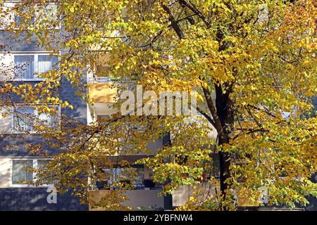 Herbst in der Stadt Laubbäume im dicht bebauten Siedlungsraum, Die im farbigen Laub leuchten Essen Nordrhein-Westfalen Deutschland *** Autunno in città alberi decidui in aree urbane densamente edificate che brillano di fogliame colorato Essen Renania settentrionale-Vestfalia Germania Foto Stock