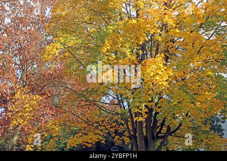 Herbst in der Stadt Laubbäume im dicht bebauten Siedlungsraum, Die im farbigen Laub leuchten Essen Nordrhein-Westfalen Deutschland *** Autunno in città alberi decidui in aree urbane densamente edificate che brillano di fogliame colorato Essen Renania settentrionale-Vestfalia Germania Foto Stock