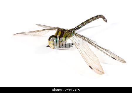 Una libellula isolata sul bianco. Bellissimo insetto Foto Stock