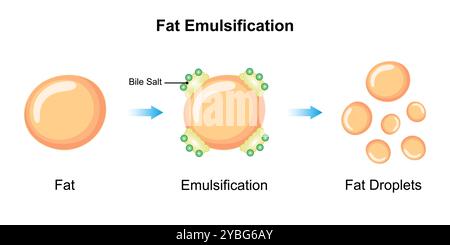 Emulsificazione dei grassi mediante sali biliari, illustrazione. Foto Stock