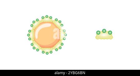 Emulsificazione dei grassi mediante sali biliari, illustrazione. Foto Stock