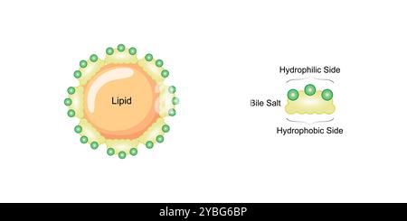 Emulsificazione dei grassi mediante sali biliari, illustrazione. Foto Stock