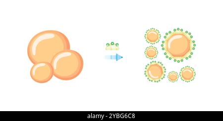 Emulsificazione dei grassi mediante sali biliari, illustrazione. Foto Stock