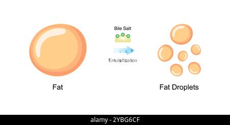 Emulsificazione dei grassi mediante sali biliari, illustrazione. Foto Stock