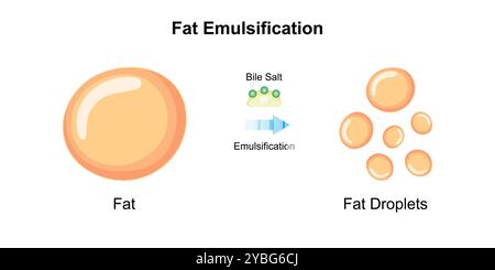 Emulsificazione dei grassi mediante sali biliari, illustrazione. Foto Stock