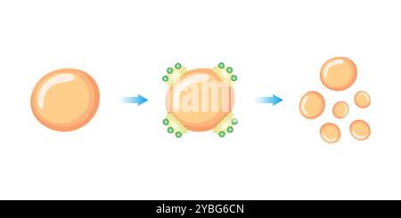 Emulsificazione dei grassi mediante sali biliari, illustrazione. Foto Stock