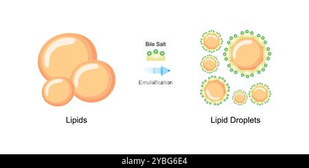 Emulsificazione dei grassi mediante sali biliari, illustrazione. Foto Stock