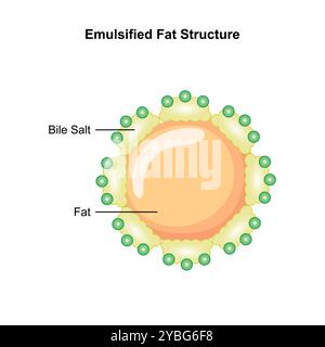 Emulsificazione dei grassi mediante sali biliari, illustrazione. Foto Stock