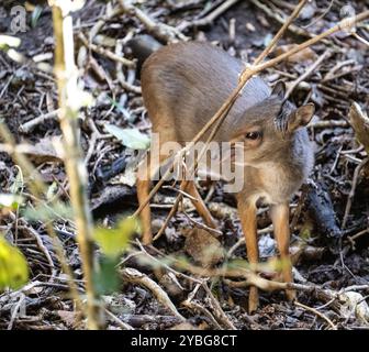 Blue Duiker alla voliera Birds of Eden in Sud Africa Foto Stock