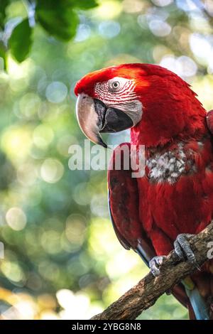 Macaw dalle ali verdi alla voliera Birds of Eden in Sudafrica Foto Stock