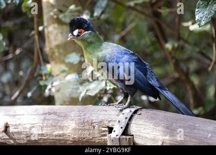 Il Turaco di Hartlaub alla voliera Birds of Eden in Sud Africa Foto Stock