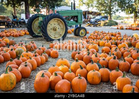 Toppa rustica di zucca con zucche arancioni a terra in autunno con un trattore. Foto Stock