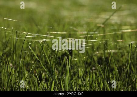 Meadow a ottobre con ragnatele, Sassonia, Germania, Europa Foto Stock