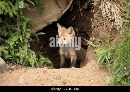 Volpe rossa (Vulpus fulva), giovane animale, nella tana, grotta, Minnesota, Stati Uniti, Nord America Foto Stock