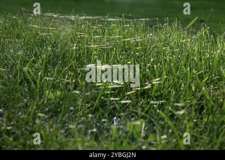 Meadow a ottobre con ragnatele, Sassonia, Germania, Europa Foto Stock