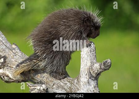 Urson (Erethizon dorsatum), porcospino degli alberi, porcospino degli alberi nordamericano, adulto, arrampicata, albero, Minnesota, Stati Uniti, Nord America Foto Stock