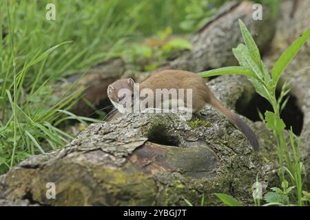 Ermine (Mustela erminea), grande donnola Foto Stock