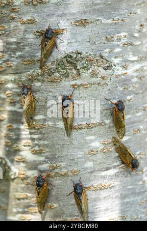 La cicada diciassettenne, Magicicada cassini, emerge in gran numero in Nord America ogni 17 anni, spesso sincronizzando il loro corteggiamento in un enorme displa Foto Stock