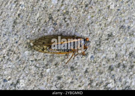 La cicada diciassettenne, Magicicada cassini, emerge in gran numero in Nord America ogni 17 anni, spesso sincronizzando il loro corteggiamento in un enorme displa Foto Stock