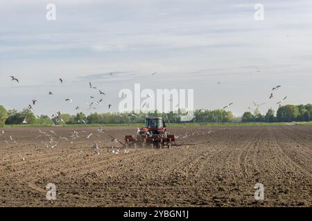 Un trattore rosso aratri campo accompagnato da decine di gabbiani Foto Stock