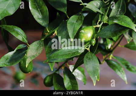 Vista ravvicinata dei frutti di Citrus x Floridana o limequat, è un citrofortunella ibrido che è il risultato di un incrocio tra la chiave e calce e th Foto Stock