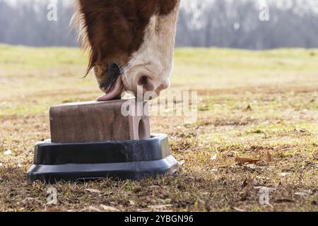 Un cavallo lecca e morde un blocco di sale in un pascolo in una fattoria locale Foto Stock