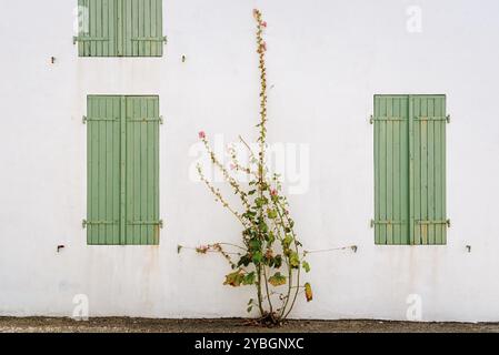 Windows con di legno verniciato di verde persiane chiuse nel muro bianco della vecchia casa decorata con fiori in Isola di Re Foto Stock