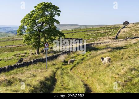 Una strada sterrata nel Peak District con un cartello senza ingresso con le pecore in piedi vicino a Coalcleugh, Northumberland, Inghilterra, Regno Unito Foto Stock