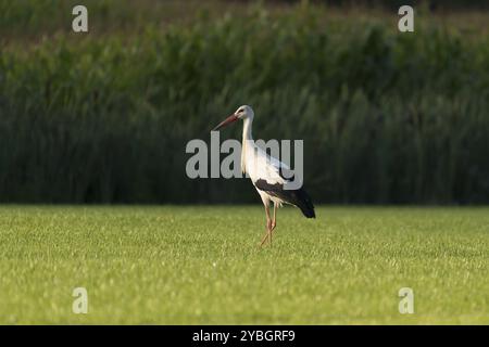 Cicogna bianca Ciconia ciconia nel recente falciare prati Foto Stock