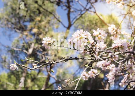 Primo piano di mandorli fioriti. Splendido fiore di mandorla, sullo sfondo primaverile. Prunus dulcis, Prunus amygdalus Foto Stock